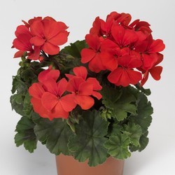 Géranium orange